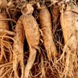 Ázsiai Ginseng