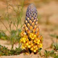Cistanche deserticola