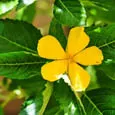 Damiana