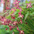 Epimedium