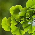 Ginkgo Biloba