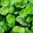 Gotu Kola