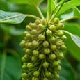 Griffonia simplicifolia