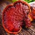 Reishi gomba