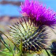 Thistle