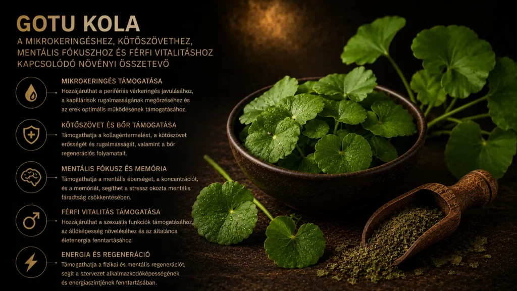 Gotu Kola – mit érdemes tudni erről a mikrokeringéshez, kötőszövethez, mentális fókuszhoz és férfi vitalitáshoz kapcsolódó növényi összetevőről?